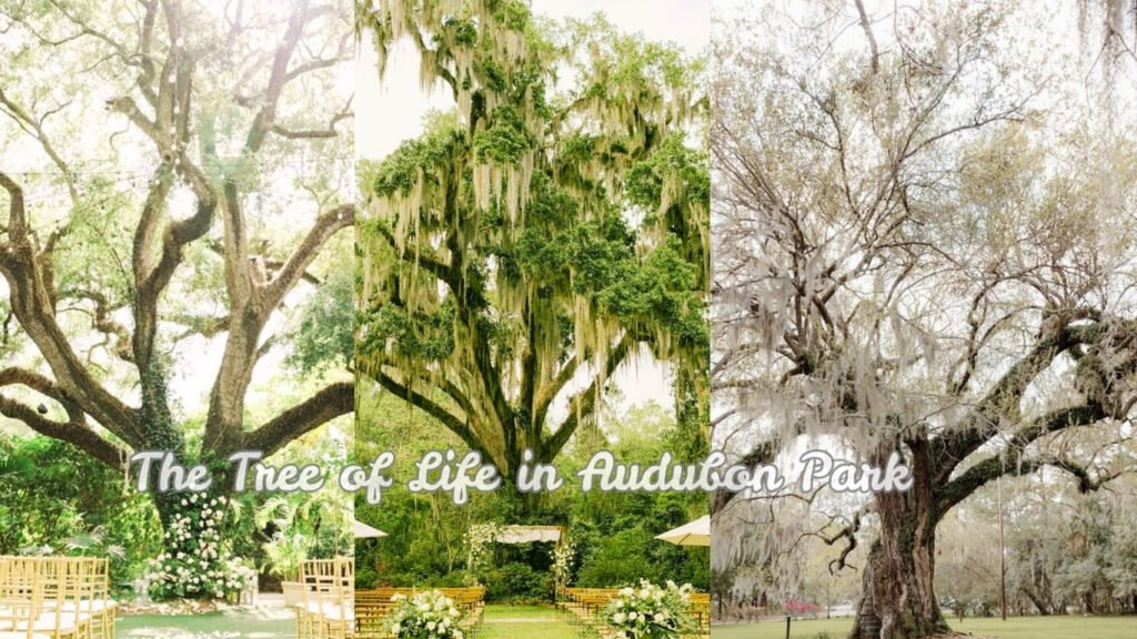 The Tree of Life in Audubon Park