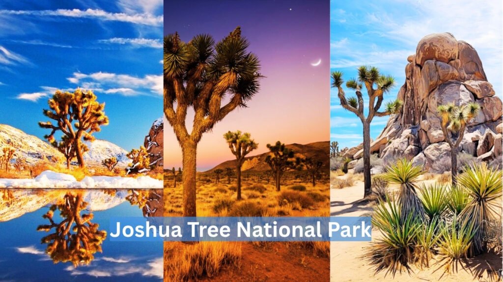 Joshua Tree National Park